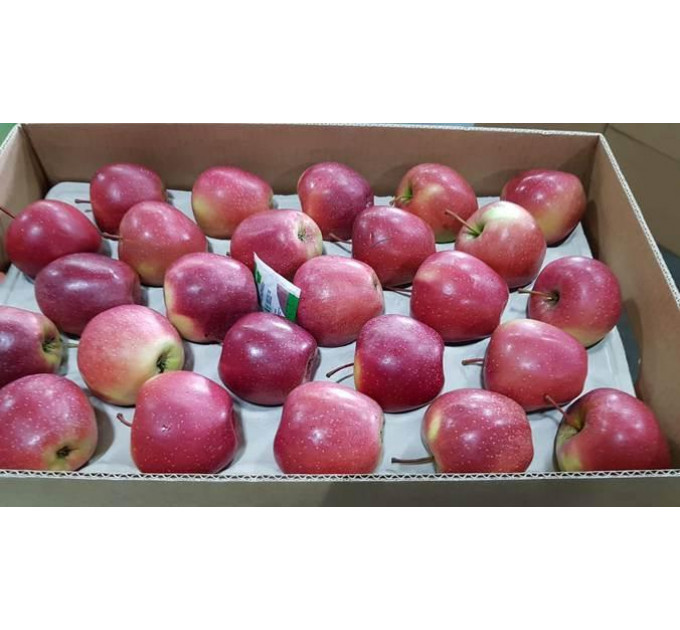 Яблуня осіння сорт Гала Роял, підщепа М9