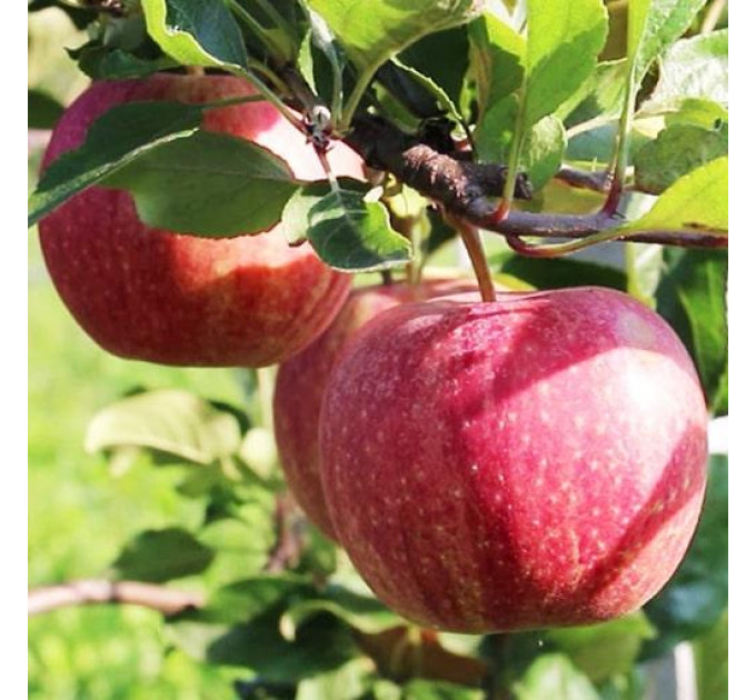 Яблуня осіння сорт Гала Бакей, підщепа М9