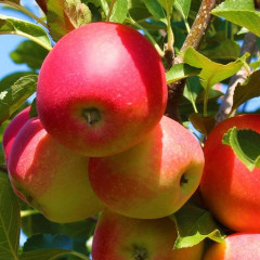 Яблуня осіння сорт Гала Бакей, підщепа М9