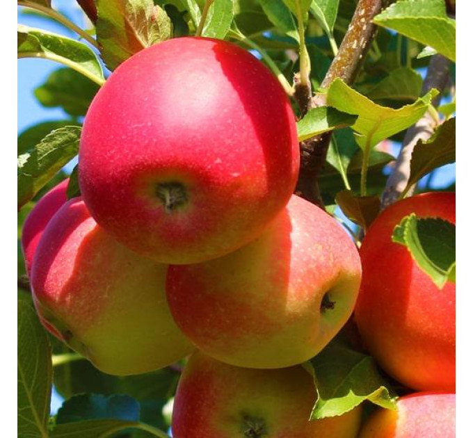 Яблуня осіння сорт Гала Бакей, підщепа М9