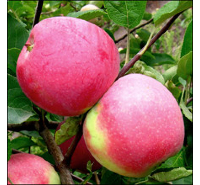 Саджанці яблуні осінній сорт Слава Переможцям, підщепа 54-118