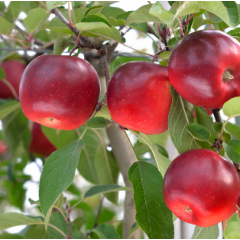 Саджанці яблуні сорт Сторі, підщепа М9