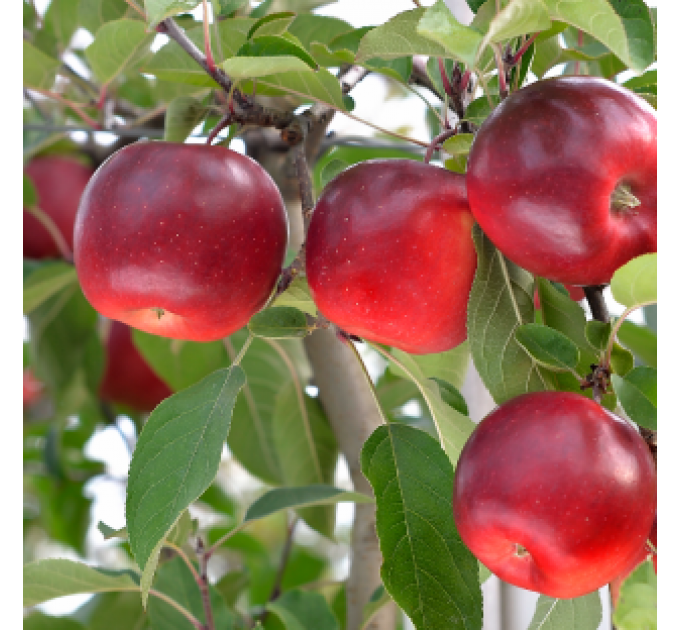 Саджанці яблуні сорт Сторі, підщепа М9