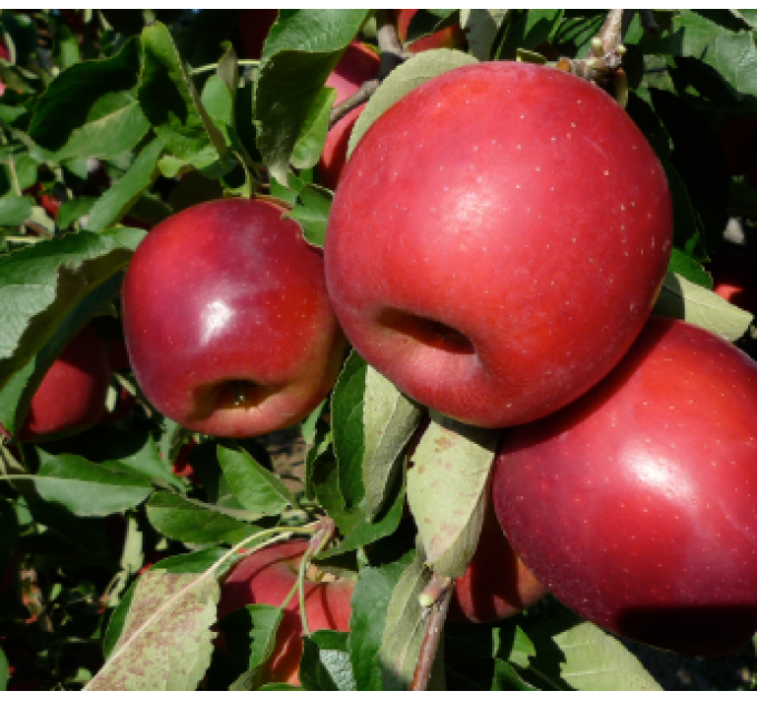 Саджанці яблуні сорт Сторі, підщепа М9