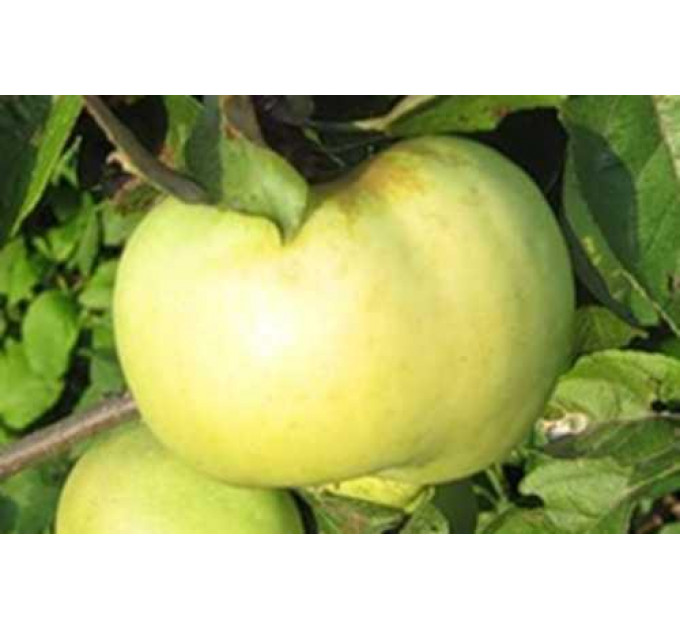 Саджанці яблуні осінньої сорт Антонівка 600, підщепа 54-118