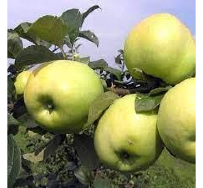 Саджанці яблуні осінньої сорт Антонівка 600, підщепа 54-118