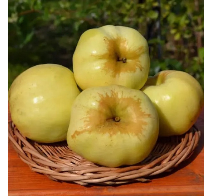 Саджанці яблуні осінньої сорт Антонівка 600, підщепа 54-118