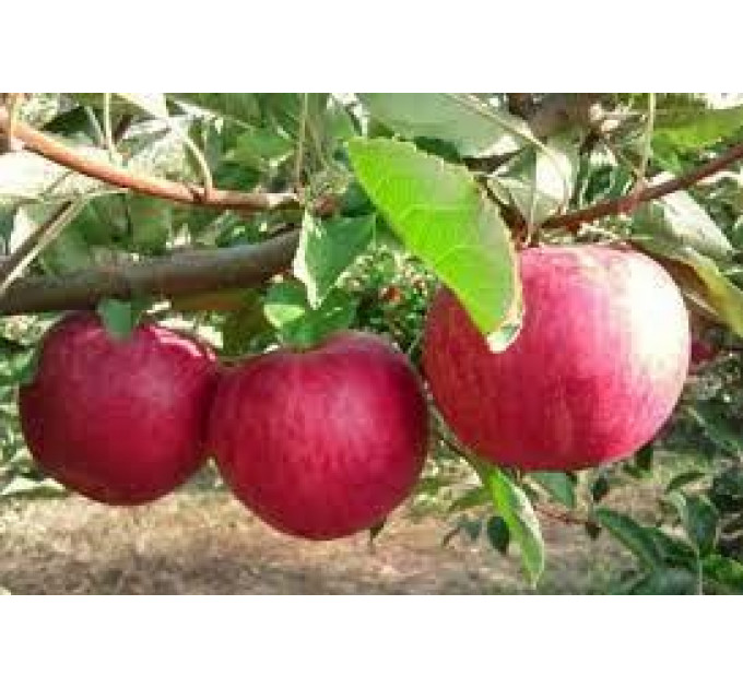 Саженцы яблони осенней сорт Слава Победителям, подвой 54-118