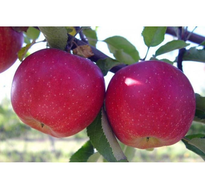 Саженцы яблони осенней сорт Слава Победителям, подвой 54-118