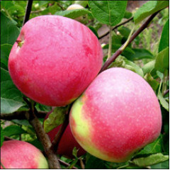 Саджанці яблуні осінньої сорт Слава Переможцям, підщепа 54-118