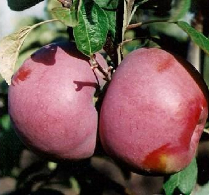 Саджанці яблуні осінньої сорт Макінтош, підщепа 54-118