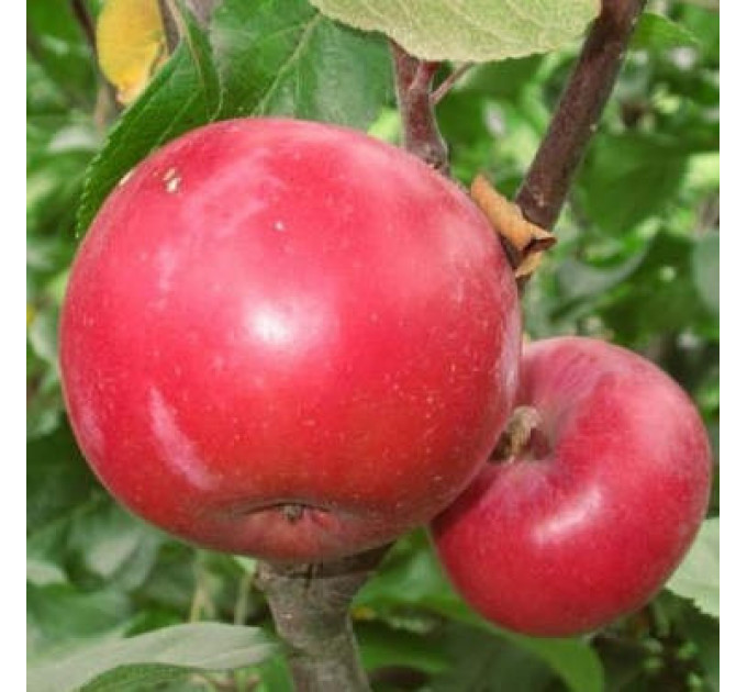 Саджанці яблуні осінньої сорт Цирцея, підщепа ММ-106