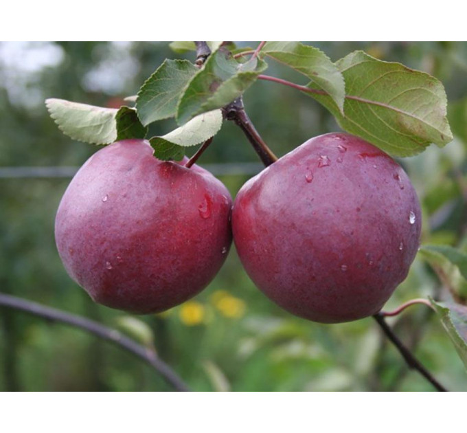 Саджанці яблуні осінньої сорт Цирцея, підщепа ММ-106