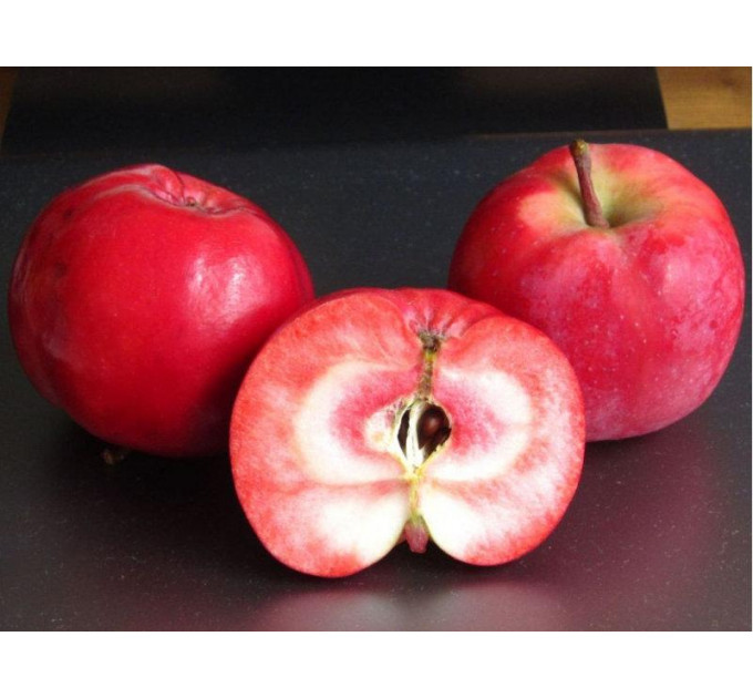 Саджанці яблуні осінньої сорт Цирцея, підщепа ММ-106