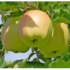 Саджанці яблуні осінньої сорт Пепінка, підщепа 54-118