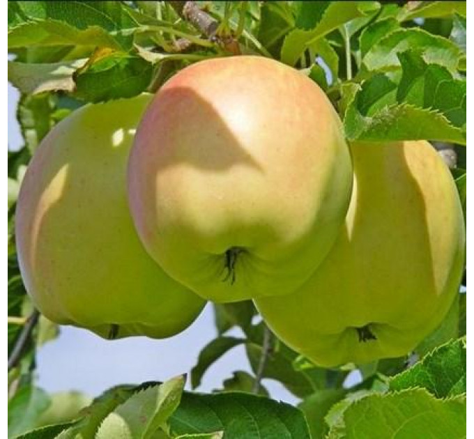 Саджанці яблуні осінньої сорт Пепінка, підщепа 54-118