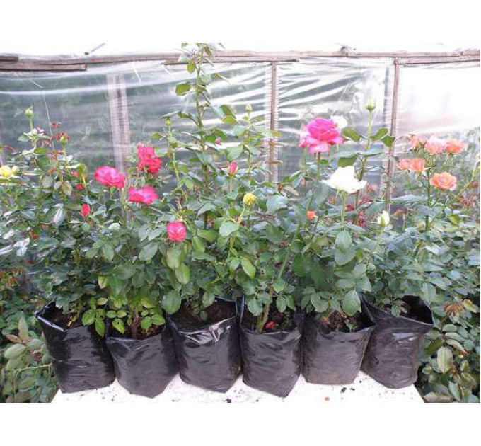 Пакет для рассады (1,6л) 10*30