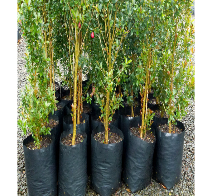 Пакет для рассады (0.5л) 8x14