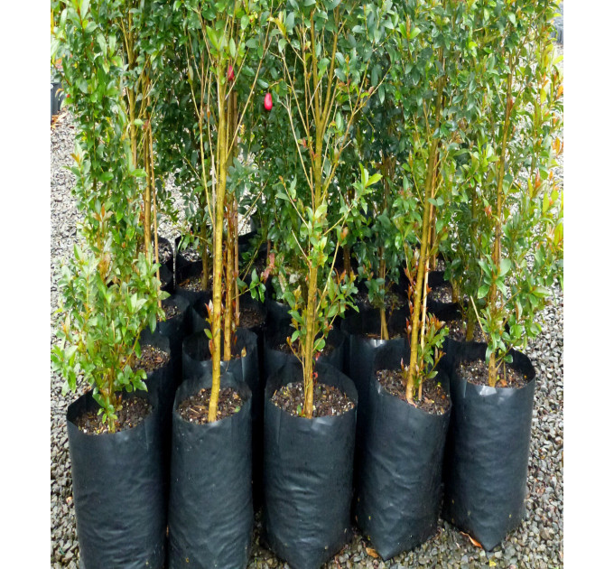 Пакет для саджанців і розсади розмір 40x75, 50 л