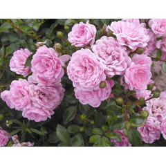 Саженцы роз Fairy (Фейри)