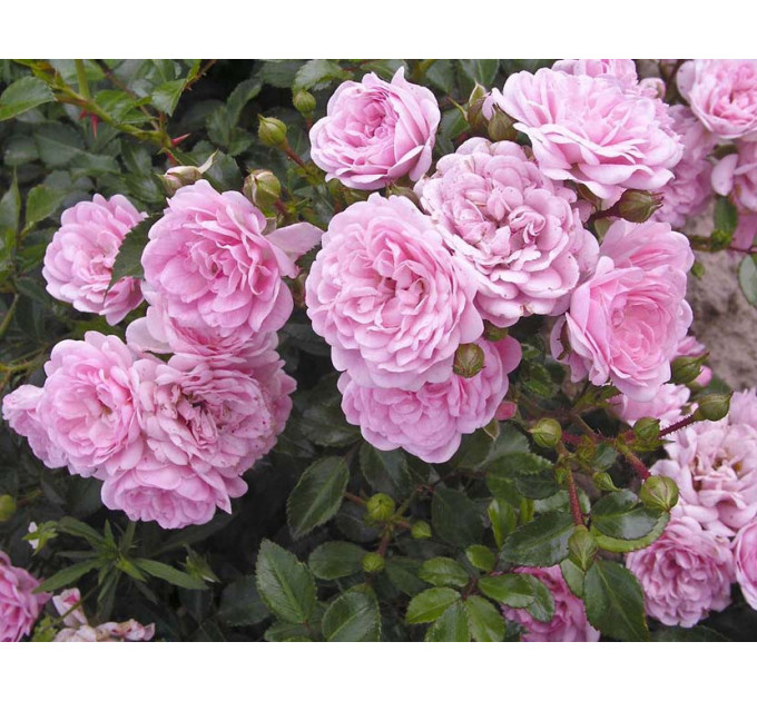 Саженцы роз Fairy (Фейри)