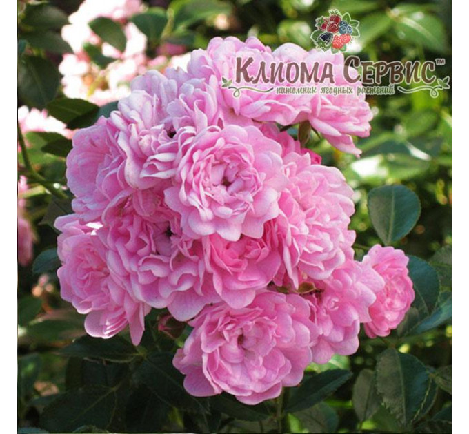 Саженцы роз Fairy (Фейри)