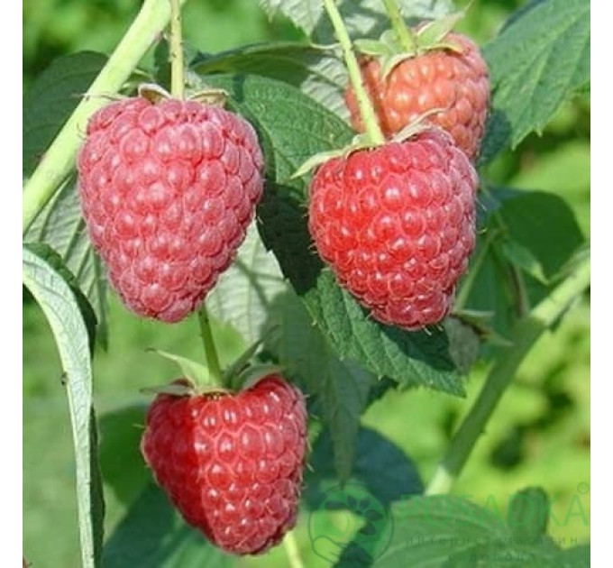 Саженцы малины сорт Полесье, II сорт