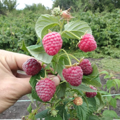 Саженцы малины сорт Полесье, II сорт