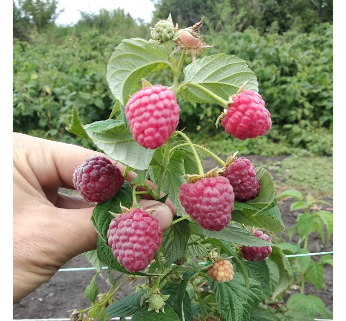 Саженцы малины сорт Полесье