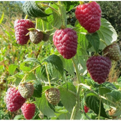 Саженцы малины сорт Полесье