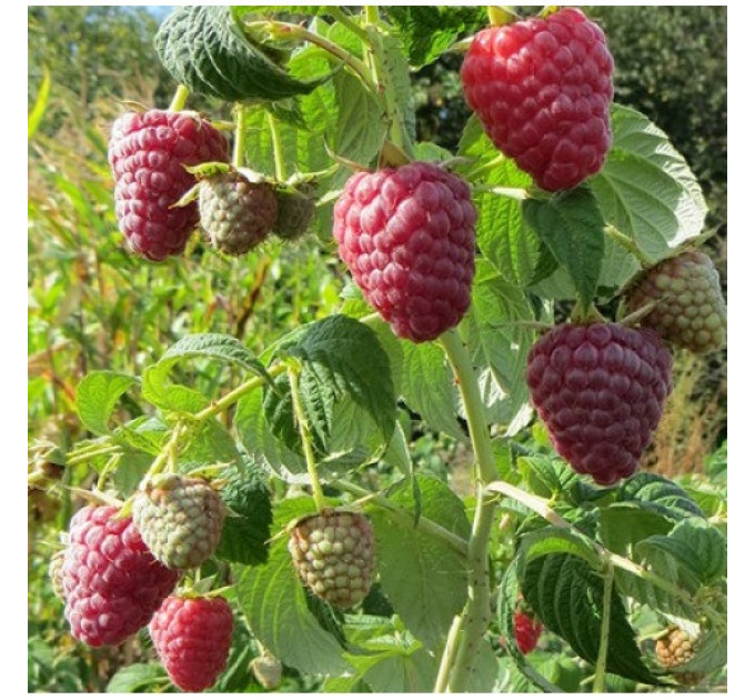 Саженцы малины сорт Полесье