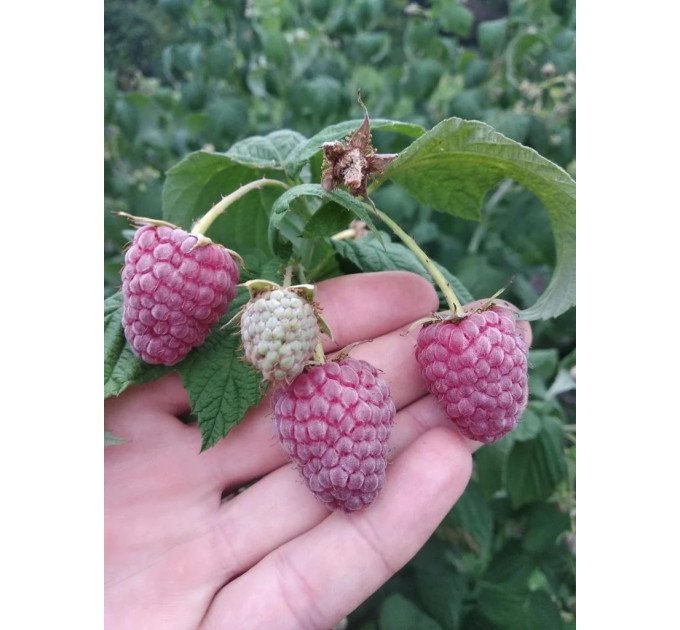 Саженцы малины сорт Полесье