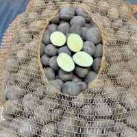 Семенной картофель Янки, 110-120 дней 2 репродукция Семенной картофель Янки, 110-120 дней 2 репродукция