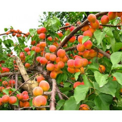 Саджанці абрикоса сорт Красень Києва