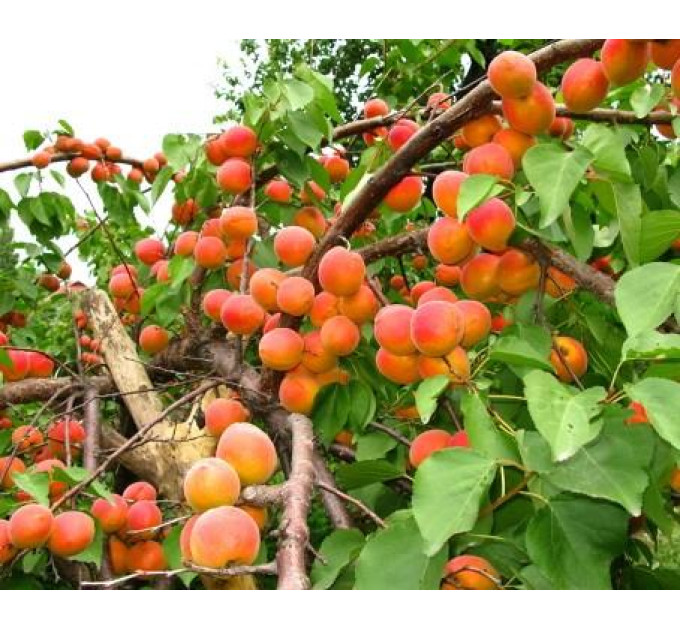 Саджанці абрикоса сорт Красень Києва