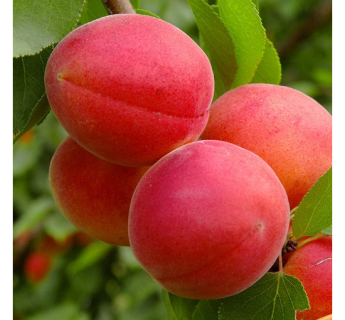 Саджанці абрикоса пізнього сорт Фарліс, підщепа алича