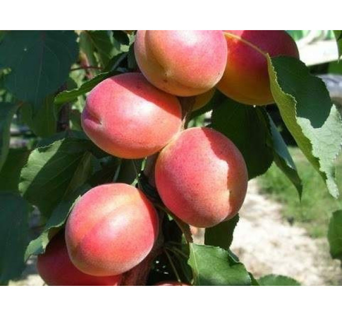 Саджанці абрикоса пізнього сорт Фарліс, підщепа алича