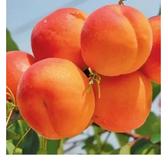 Саджанці абрикоса пізнього сорт Фарбели, підщепа алича