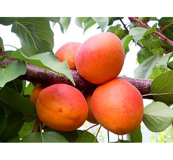 Саджанці абрикоса пізнього сорт Фарбели, підщепа алича