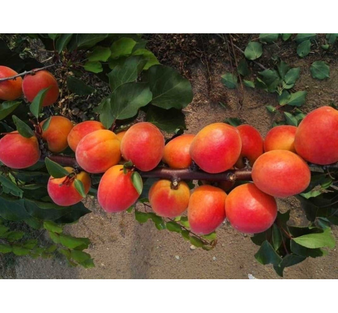 Саджанці абрикоса пізнього сорт Фарбели, підщепа алича