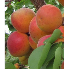Абрикос "Красень Києва"