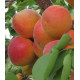 Абрикос "Красень Києва"