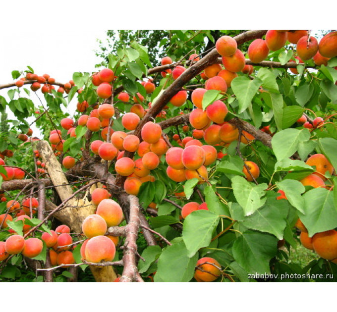 Абрикос "Красень Києва"