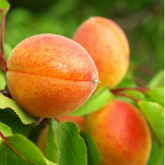 Саджанці абрикоса сорт Амур