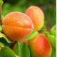 Саджанці абрикоса сорт Амур