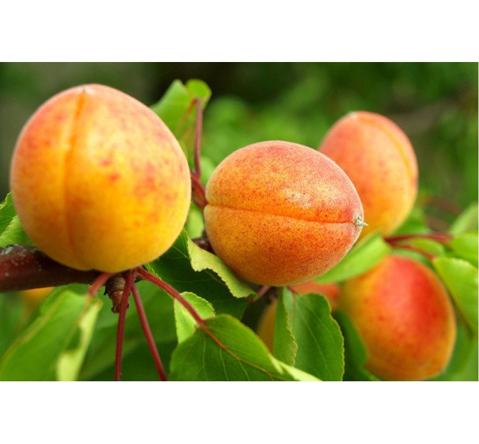 Саджанці абрикоса сорт Амур