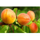 Саджанці абрикоса сорт Амур