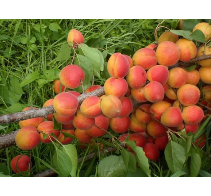 Саджанці абрикоса сорт Амур