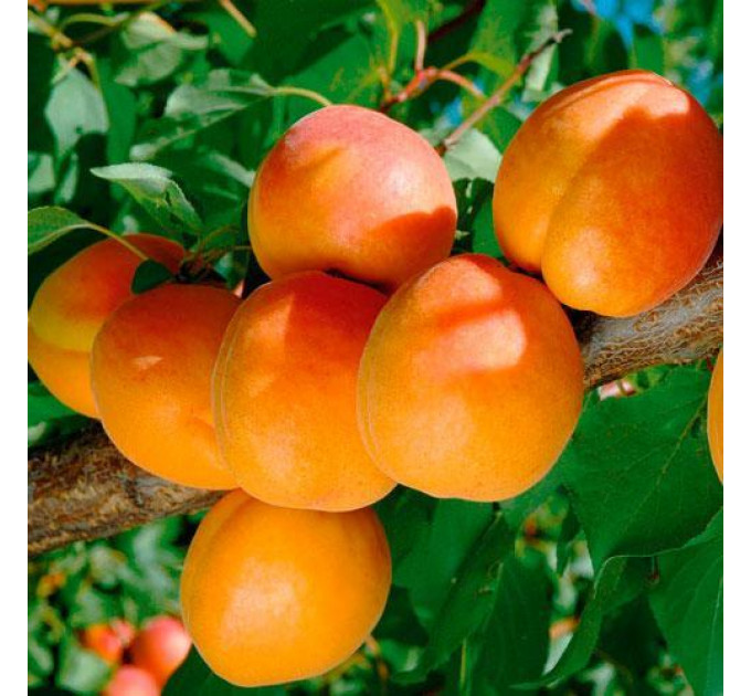 Саджанці абрикоса пізнього сорт Фаркло, підщепа алича