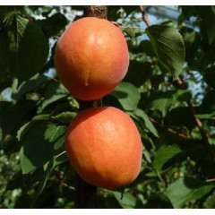 Саженцы абрикоса позднего сорт Фарбели, подвой алыча